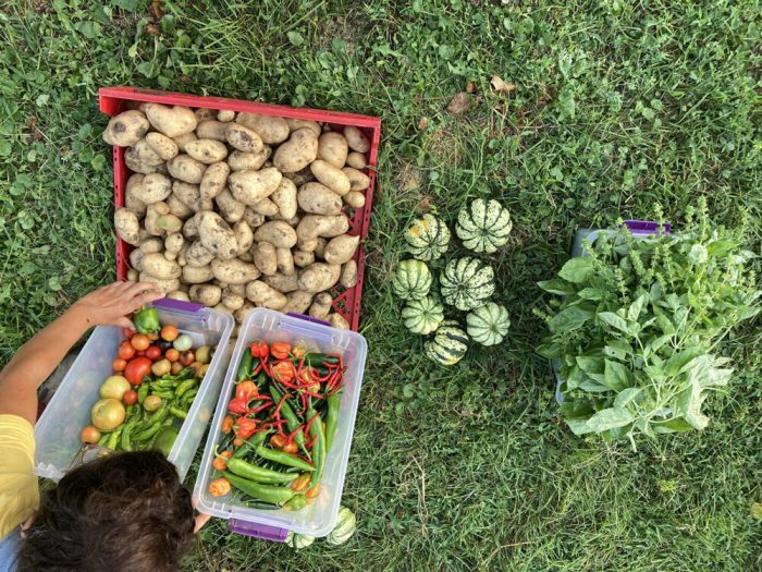 potatos and peppers